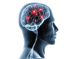 Neurology / neurosurgery courses
