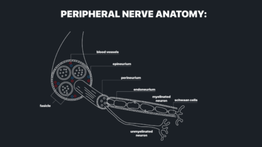 nerve injuries graphic1 1 624x351 1 510x287 1