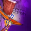 OHI-S Gnathology and Occlusion From Analysis of Occlusal Forces to Dysfunctions 2023